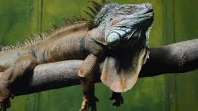 Arti Mimpi Bermain Dengan Iguana Dirumah, Halaman Dan Kebun