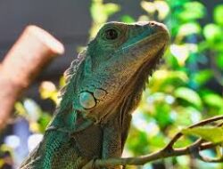 Arti Mimpi Melihat Hewan Iguana Di Taman Hutan Pegunungan