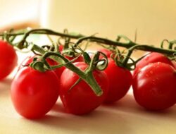 Arti Mimpi Memberikan Tomat Ke Orang Terdekat Yang Dikenal Termasuk Keluarga