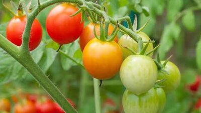 Arti Mimpi Memetik Tomat Dan Mengambil Untuk Dimakan