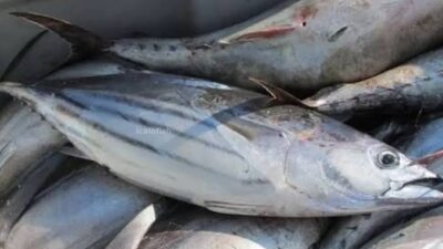 Arti Mimpi Masak Ikan Besar, Kecil Dan Banyak Yang Dari Hasil Beli Di Nelayan