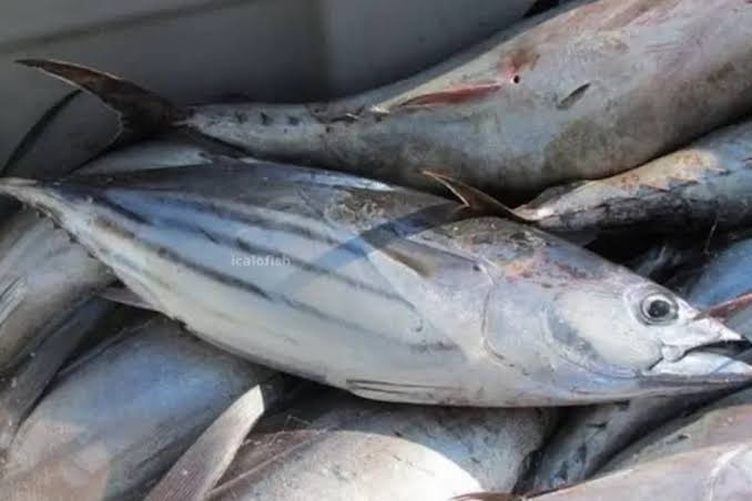 Arti Mimpi Masak Ikan Besar, Kecil Dan Banyak Yang Dari Hasil Beli Di Nelayan