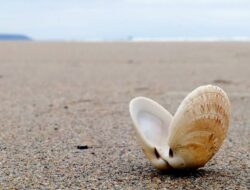 Arti Mimpi Melihat Atau Menemukan Kerang Di Pantai Yang Bersih