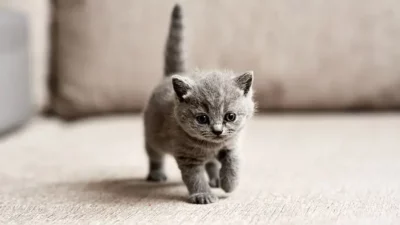 Anak Kucing