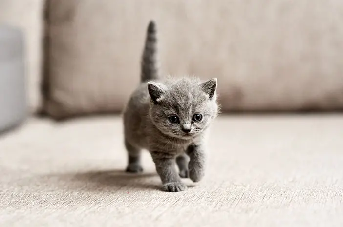 Anak Kucing