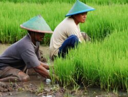 Arti Mimpi Menanam Padi Bisa Simbol Rezeki, Etos Kerja, dan Pesan Batin