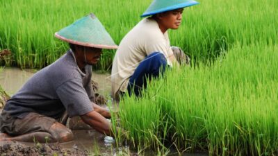 Arti Mimpi Menanam Padi Bisa Simbol Rezeki, Etos Kerja, dan Pesan Batin