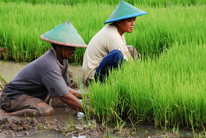Arti Mimpi Menanam Padi Bisa Simbol Rezeki, Etos Kerja, dan Pesan Batin