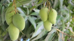 Arti Mimpi Memetik Buah Mangga di Pohon