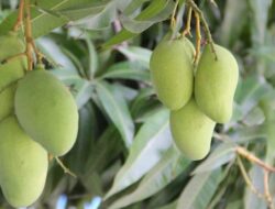 Arti Mimpi Memetik Buah Mangga di Pohon