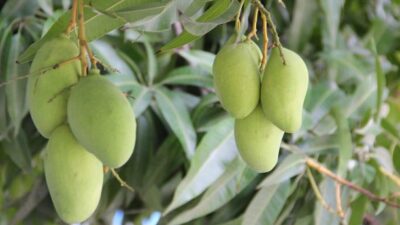 Arti Mimpi Memetik Buah Mangga di Pohon