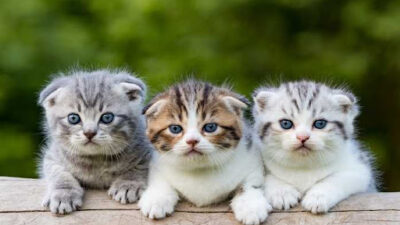 Apakah Arti Mimpi Menemukan Anak Kucing Menurut Islam
